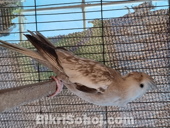 Cockatiel Running pair